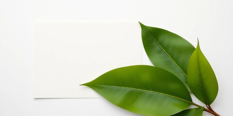 Blank paper, green leaf on white table, greeting card mockup, flat lay, greenery, blank paper