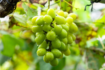 ぶどう　収穫風景　シャインマスカット Grape harvest scene Shine Muscat