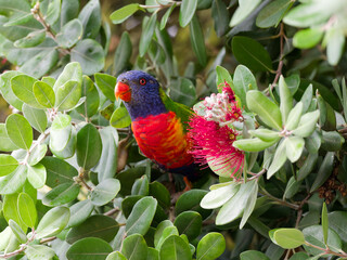 Rainbow lorikeet (Trichoglossus haematodus) perched on a New Zealand Christmas bush with red fruit flowers at Maitland New South Wales Australia.