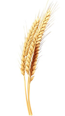 Detailed Illustration Of Golden Wheat Ear Isolated On Transparent Background