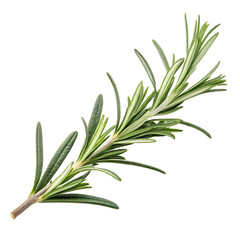 Fototapeta premium Fresh Rosemary Sprigs Isolated on Transparent Background – Aromatic Culinary Herb with Vibrant Green Needle-like Leaves