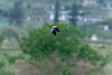 Bird in flight