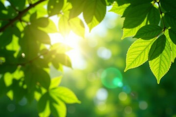 Bright sun rays bursting through vibrant summer leaves, nature, sunrise