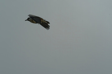 Bird in flight