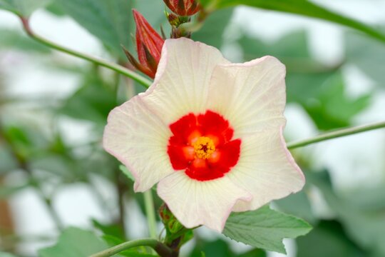 Blooming Rosella flowers, Jamaican sorel, Roselle Hibiscus or Hibiscus sabdrariffah in the garden. Bunga Rosela
