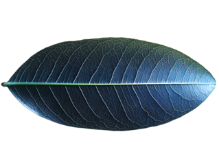 Detailed Isolated Dark Blue Leaf Illustration With Transparent Background