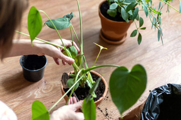 Indoor Plant Repotting Process with Empty Pots