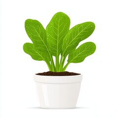 Obraz premium Vibrant Green Spinach Plant in a White Pot