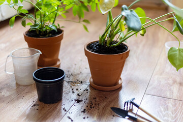 Indoor plants are placed on a wooden floor with soil and empty pots nearby, indicating the process...