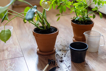 The process of transplanting indoor plants, caring for plants at home. Soil and gardening tools are seen on a wooden floor.
