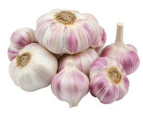 Harvesting fresh garlic bulbs farm food outdoors closeup isolated on transparent background