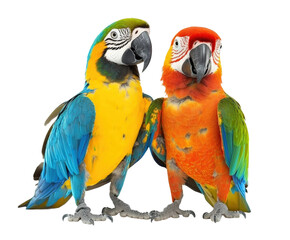 Colorful macaws interacting exotic forest wildlife isolated on transparent background
