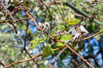 Young grape shoots froze due to spring frosts. The problem is in the garden when it is frosty.