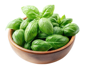 Harvesting fresh basil leaves from a bowl in a kitchen isolated on transparent background