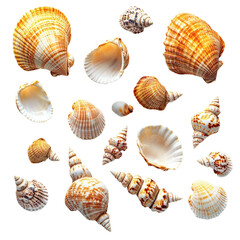 Collecting beautiful seashells at the beach nature isolated on transparent background