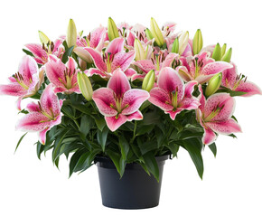 Vibrant pink lily flower arrangement botanical isolated on transparent background