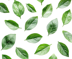 Fototapeta premium Falling green leaves nature botanical isolated on transparent background