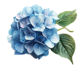Blooming blue hydrangea flower nature still life view isolated on transparent background
