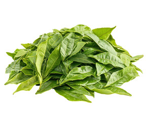 Harvesting fresh green tea leaves tea garden nature isolated on transparent background