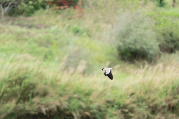 river lapwing in flight