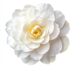 Fototapeta premium Pure white camellia flower, close-up. Soft, delicate petals