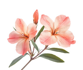 Blooming azalea flowers nature isolated on transparent background