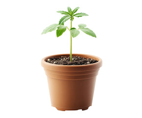 Growing green seedling in pot nature plant care isolated on transparent background