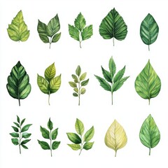 Collection of various vibrant green leaves.  Detailed illustrations of different leaf shapes and shades of green, showcasing nature's diversity