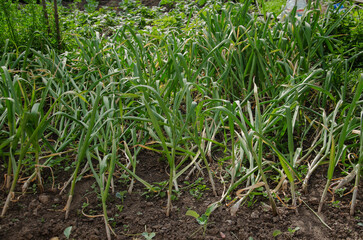 Garlic has grown in the garden, ripe, ready to be dug up