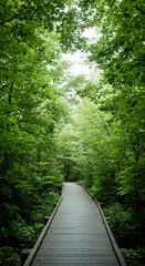 wooden boardwalk path through lush green forest