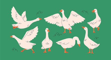 Geese on grass. Goose, farm bird, feathered animal in countryside. Country rural poultry with long neck and beak, different poses, walking and flying, spreading wings. Flat vector illustration