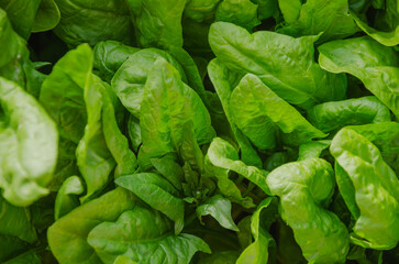 Spinach leaves close-up, natural green background