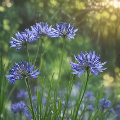 Agapanthus buds poised to burst, vibrant bokeh backdrop , defocused, foliage