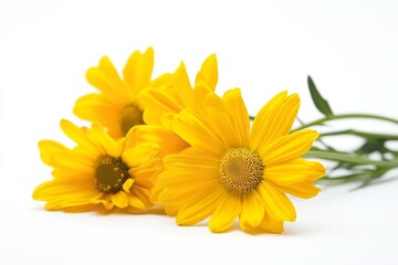 Naklejka premium A cluster of vibrant yellow flowers against a plain white background. The blossoms are in full bloom, petals tightly clustered around a central disc. Green stems and leaves are visible