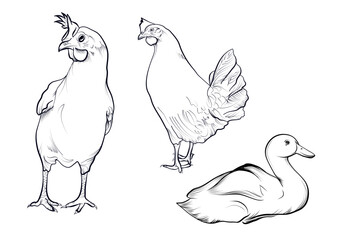 Farm chicken and duck sketch hand drawn coloring page vector