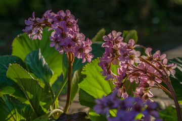 雨上がりの夕陽に照るヒマラヤユキノシタ