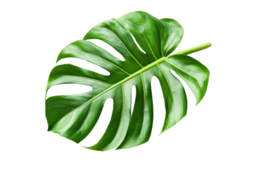 Bright, modern design showcasing a vibrant tropical leaf set against a geometric background composed of colorful shapes and bold lines.