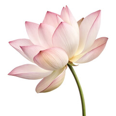 Elegant pink and white lotus flower vector illustration with delicate petals and green stem &ndash; perfect for nature prints, yoga decor, zen-themed art, floral digital designs, and wellness projects