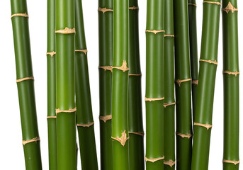 Obraz premium Vibrant green bamboo stalks, natural patterns and textures in studio shot