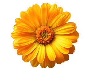 Bright yellow flower nature isolated on transparent background