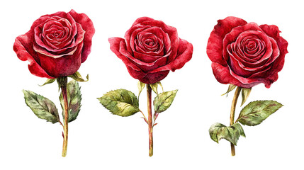 Fototapeta premium Three Dark Red Watercolor Roses on Transparent Background, PNG