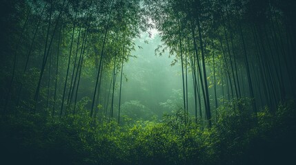 Obraz premium Misty bamboo forest