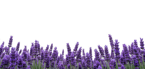 Elegant dark purple lavender flowers blooming in spring, border decoration, floral border, card design, isolated on transparent png background.