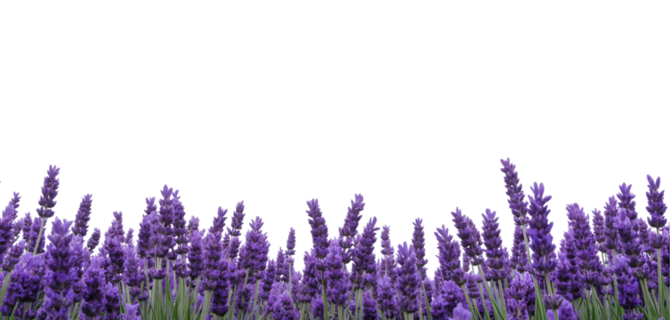 Elegant dark purple lavender flowers blooming in spring, border decoration, floral border, card design, isolated on transparent png background.