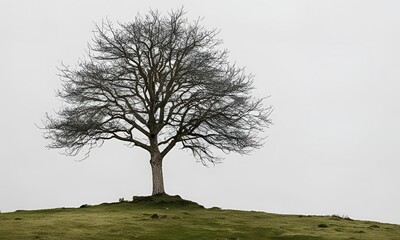 tree in the fog