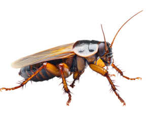 Cockroach inspection laboratory scientific environment isolated on transparent background