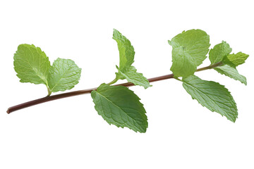 Fresh Mint Branch Isolated Background Illustration