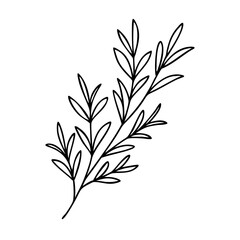 herb sprig icon, herb sprig line art - simple line art of herb sprig, perfect for herb sprig logos and icons