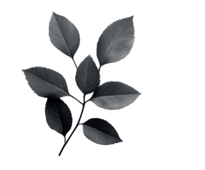 Botanical study of black leaves minimalist design isolated on transparent background