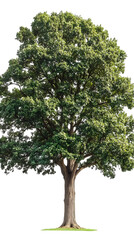 Full Frame Isolated Green Tree Illustration Background